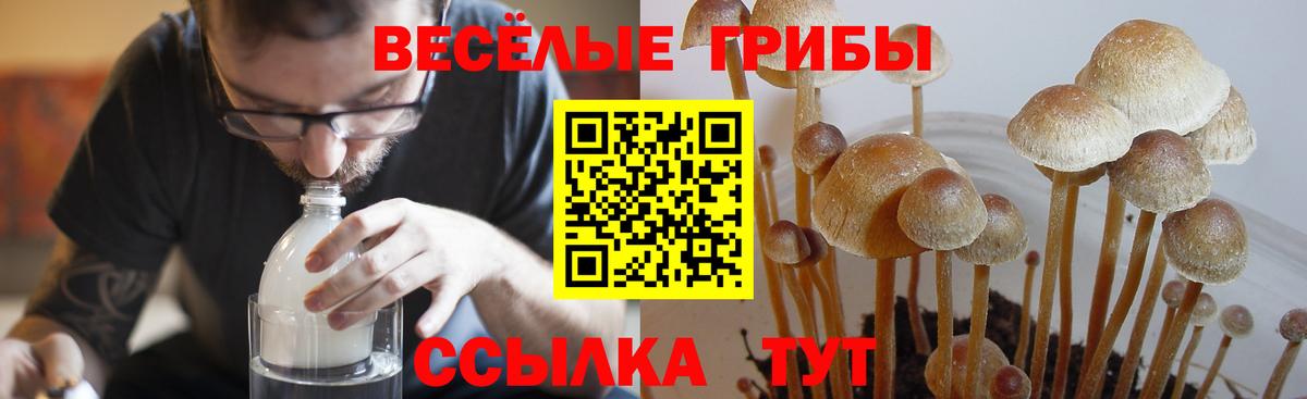 Псилоцибиновые грибы MAGIC MUSHROOMS  Вход с VPN  Анапа 